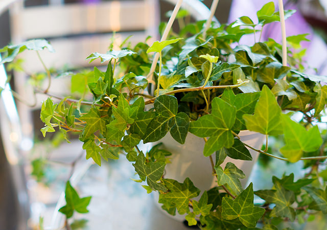 日常にいい感じを